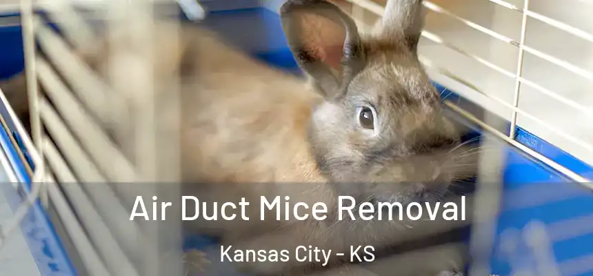 Air Duct Mice Removal Kansas City - KS